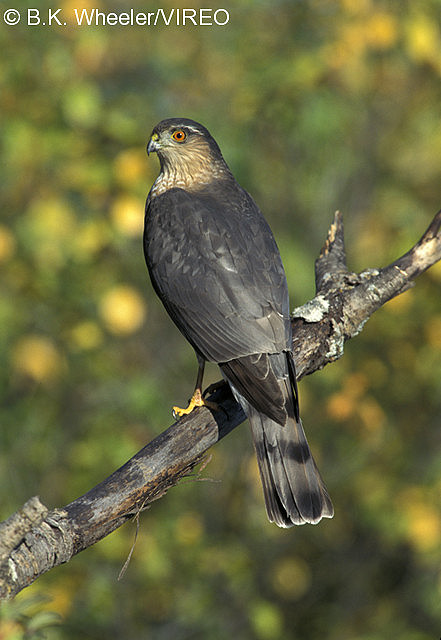 Sharp-shinned Hawk